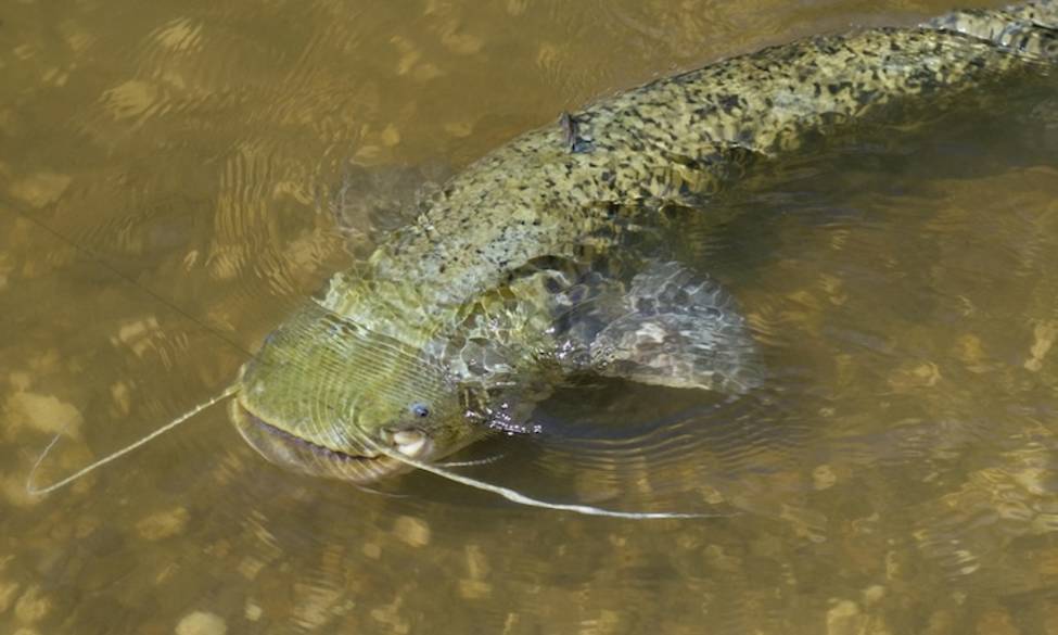 Position FD13 décret Silure