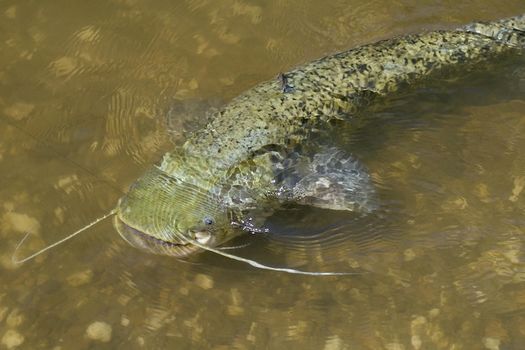 Position FD13 décret Silure