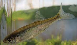 La perche à la mouche en été - Peche et Poissons  Carnassiers, carpe,  truite, mer, coup… Toute l'actu de la pêche