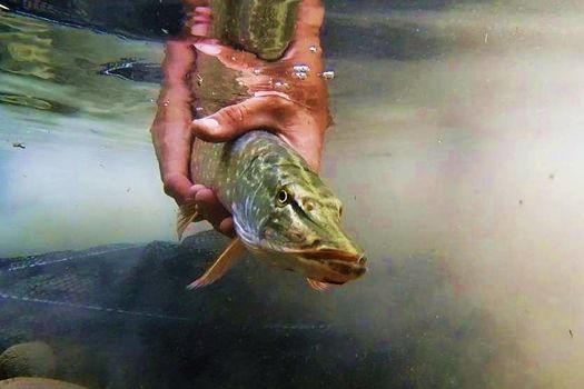 Les pêcheurs, premiers défenseurs des poissons !