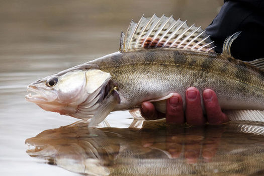 Pêchez en dehors de la période de fermeture du brochet !