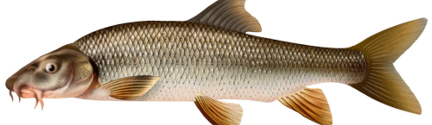 Les poissons blancs - Fédération de pêche des Bouches du Rhône