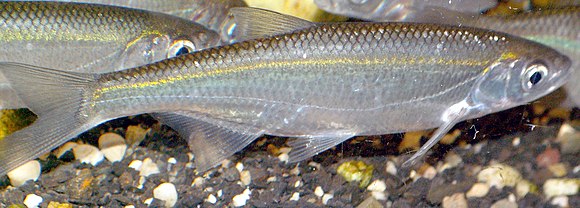 Les poissons blancs - Fédération de pêche des Bouches du Rhône