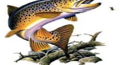 Ouverture de la Truite 2026