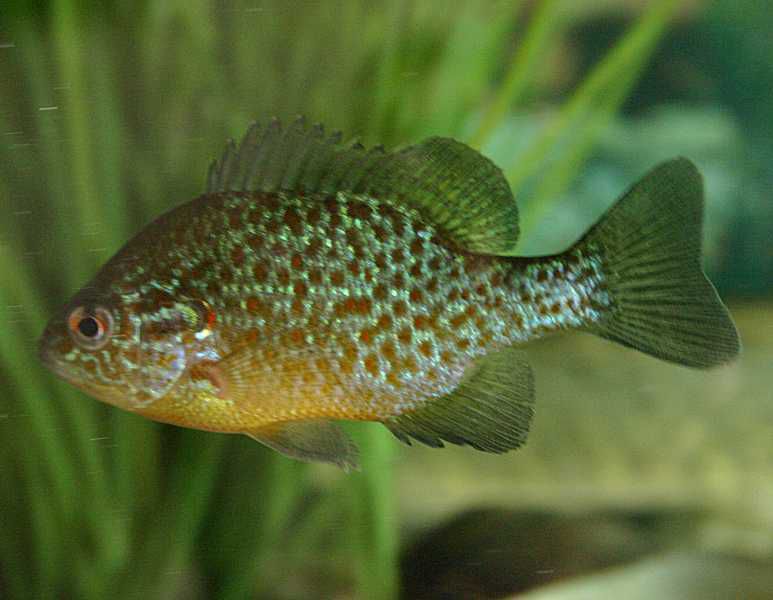 Les Especes Nuisibles Et Ou Envahissantes Federation De Peche Des Bouches Du Rhone Les Especes Nuisibles Et Ou Envahissantes Federation De Peche Des Bouches Du Rhone