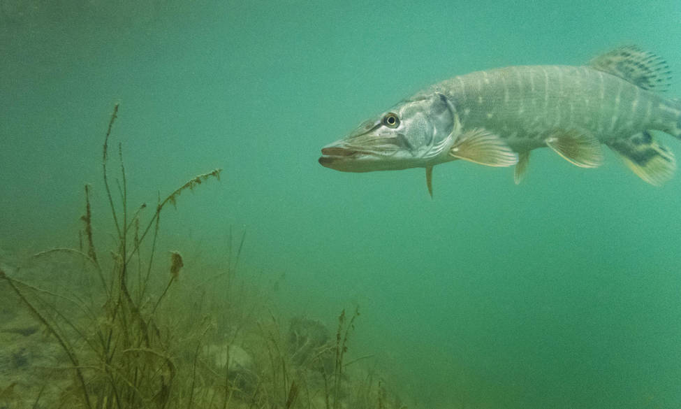  Ouverture du Brochet