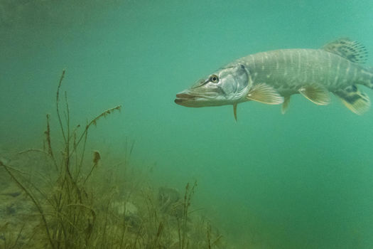  Ouverture du Brochet